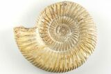 Polished Jurassic Ammonite (Perisphinctes) - Madagascar #203872-1